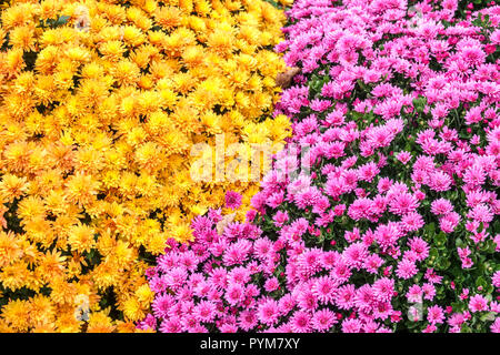 Chrysantheme, Herbstblütenbett im Garten, Kontrast und bunte Bett, Mütter Chrysantheme Garten mischen Herbstliche Chrysanthen Stockfoto