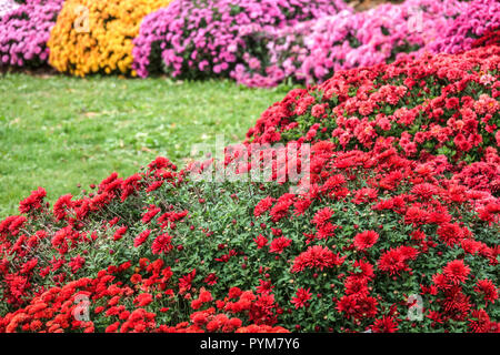 Rote Chrysanthemen, Herbst bunte Blumen im Garten, Kontrast Mütter bunten Garten Bett Grenze Stockfoto