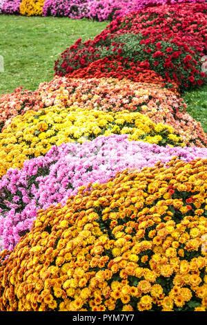 Orange lila gelb rot Chrysantheme Blumen, Herbstblumen im Garten, Kontrast und bunte Bett Stockfoto