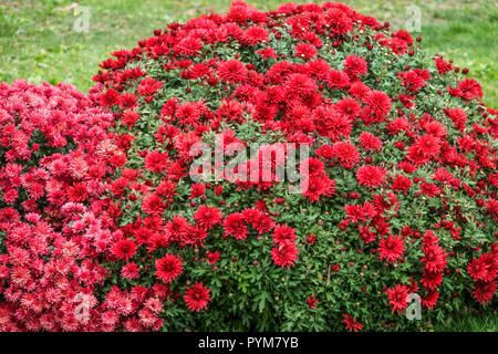 Roter Herbst Chrysantheme, Oktober rote Blumen im Garten blühenden roten Chrysantheme Stockfoto