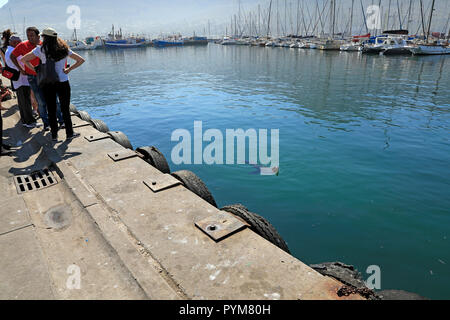 Ein Cape Fell Dichtung (Arctocephalus Pusillus) Schwimmen in Hout Bay Hafen. Stockfoto