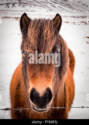 Islandpferde im Winter, Island Stockfoto