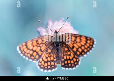 Nahaufnahme Schmetterling auf Blau kleine Blume, schöne Wiese Feld mit wilden Blumen. Stockfoto