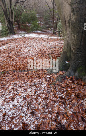 Herbst Farben der Wälder in Epping Forest, Essex, England. Herbst Wald gold bronze gelb braun Orange in den Bäumen, die Szene. Stockfoto