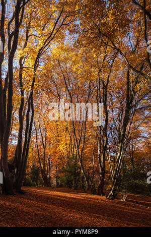 Herbst Farben der Wälder in Epping Forest, Essex, England. Herbst Wald gold bronze gelb braun Orange in den Bäumen, die Szene. Stockfoto