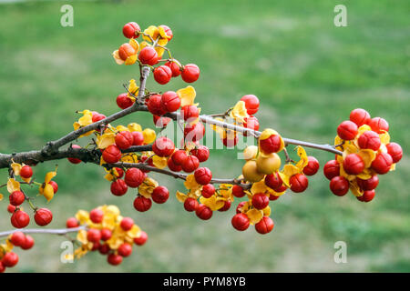 Chinesische bittersüße, Celastrus rosthornianus rot herbst Beeren Stockfoto