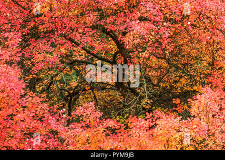 Smoketree oder Smokebush, Cotinus coggygria Baum in rotem Herbstlaub Stockfoto