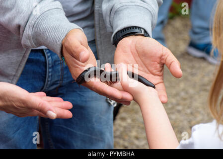 Riesige Afrikanische Tausendfüßler (Archispirostreptus gigas) an Hand, Stockfoto