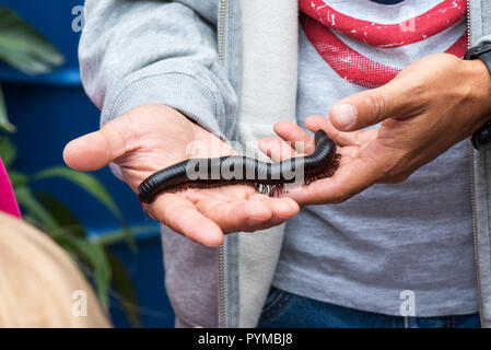 Riesige Afrikanische Tausendfüßler (Archispirostreptus gigas) an Hand, Stockfoto