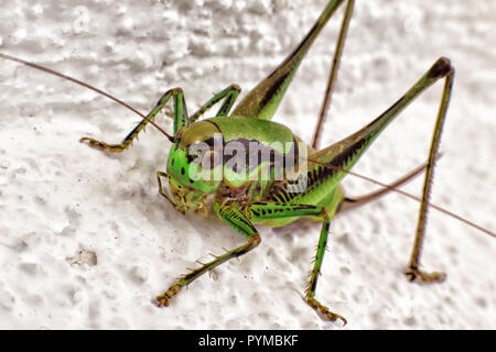 Nahaufnahme von Heuschrecke sitzt auf Felsen. Stockfoto