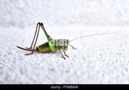 Nahaufnahme von Heuschrecke sitzt auf Felsen. Stockfoto