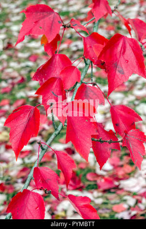 Rote Ahornblätter, Acer rubrum 'Red Sunset' Stockfoto