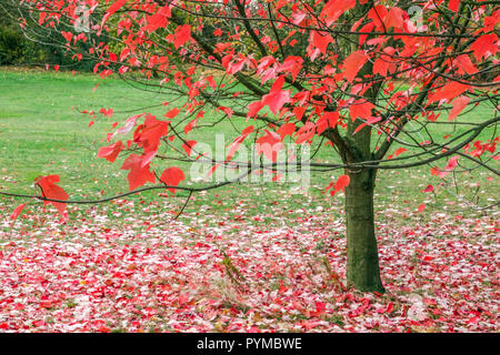 eksotisk aflivning på en ferie Roter Ahorn, Acer rubrum 'Red Sunset', Baumblätter auf dem Boden  Stockfotografie - Alamy