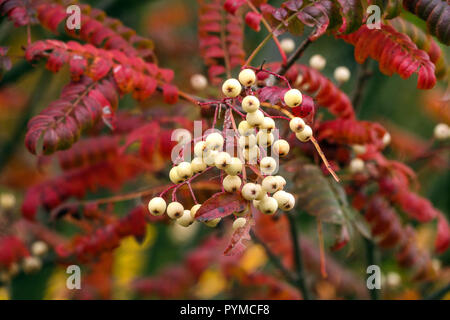 Eberesche, Sorbus' Joseph Rock', Herbst Beeren Stockfoto