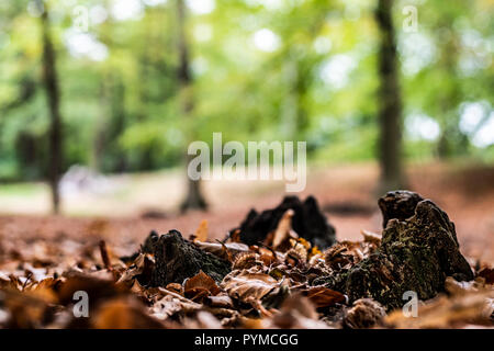 Der Blick auf die übrigen Ein organisch zersetzt cut Baumstumpf im Herbst Nässe, umgeben von Laub und junge Bäume wachsen. Stockfoto