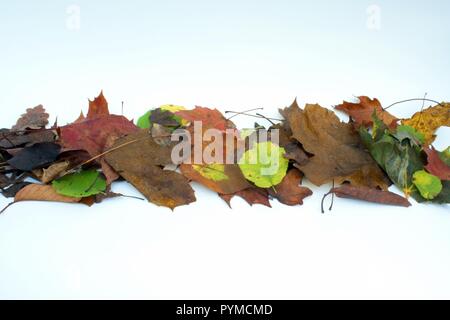 Eine Linie der Blätter im Herbst auf weißem Hintergrund Stockfoto