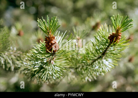 Close-up Detail einer grünen Zweig der Baumstruktur mit kleinen Tannenzapfen Knospen im hellen Sonnenschein an einem warmen Sommertag Fichte. Stockfoto