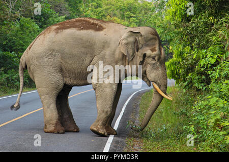 Asiatischer Elefant (Elephas maximus) erwachsenen männlichen Crossing Road, Khao Yai Nationalpark, Thailand Stockfoto