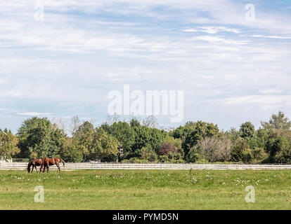 Zwei Pferde in einem großen grünen Feld mit einem weißen Zaun im Hintergrund Stockfoto