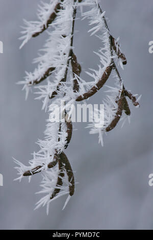 Ice Crystal hängen an Birke im Winter, Land Brandenburg, Deutschland Stockfoto