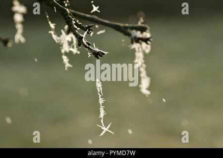 Ice Crystal hängen an cherry tree in Winter, Land Brandenburg, Deutschland Stockfoto