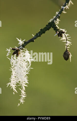 Ice Crystal hängen an cherry tree in Winter, Land Brandenburg, Deutschland Stockfoto