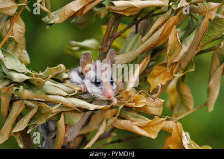 Gartenschläfer (Eliomys quercinus) Klettern in der Vegetation, Spanien Stockfoto