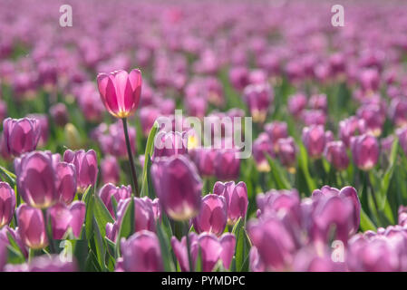 Hohe tulip scheint unter der Frühlingssonne durch die violette Tulpen isoliert Stockfoto