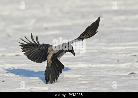 Nebelkrähe (Corvus corone cornix) fliegen und landen im Schnee, Leipzig, Sachsen, Deutschland Stockfoto