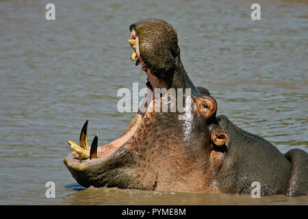 Flusspferd (Hippopotamus amphibius) erwachsenen Bedrohung gähnen, Serengeti National Park, Tansania Stockfoto