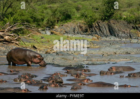 Flusspferd (Hippopotamus amphibius) große Gruppe Ruhen und Schlafen im Wasserloch, Serengeti National Park, Tansania Stockfoto