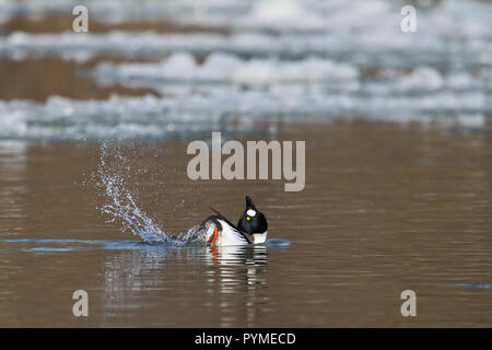 Schellente (Bucephala clangula) männliche Anzeigen im Fluss mit Eisschollen, Baden-Württemberg, Deutschland Stockfoto
