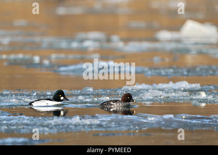 Schellente (Bucephala clangula) Paar Schwimmen im Fluss mit Eisschollen, Baden-Württemberg, Deutschland Stockfoto