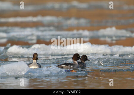 Schellente (Bucephala clangula) Gruppe von drei Frauen, Schwimmen im Fluss mit Eisschollen, Baden-Württemberg, Deutschland Stockfoto