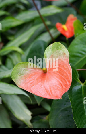 Anthurium andraeanum 'Champion Orange 'spathes. Stockfoto