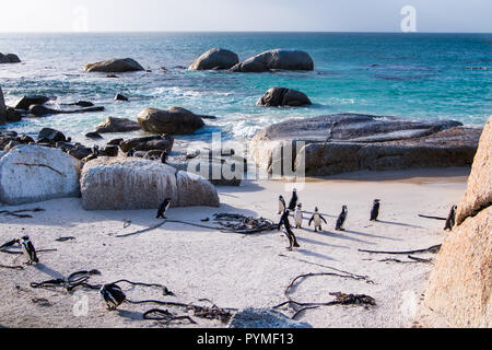 Landschaft mit Jackass Pinguine am Strand und blaues Meer Wasser im Hintergrund mit großen Felsbrocken verteilt. Stockfoto