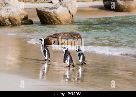 Drei Jackass-pinguine zu Fuß aus dem Wasser auf den Strand mit Blick auf das Meer im Hintergrund und Reflexionen auf nassem Sand. Stockfoto