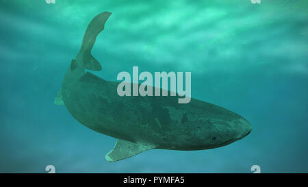 Grönland Hai schwimmen, Somniosus Microcephalus, Deep sea Haiarten Stockfoto