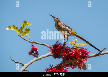 Kap Zuckervogel thront in einem weinenden Boer - bean Tree (Schotia brachypetala) mit roten Blumen und ein blauer Himmel Hintergrund. Stockfoto