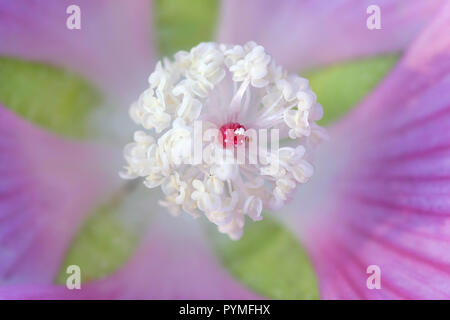 Moschus Malve oder Malve, Moschus - Malve Blume center Stockfoto