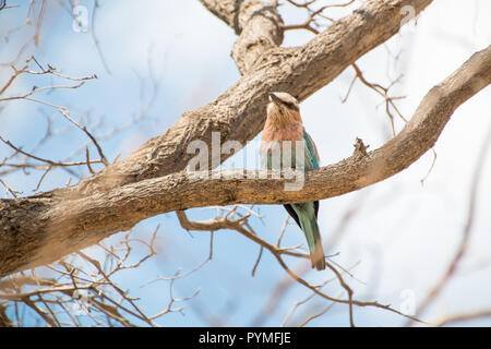 Lilac-Breasted Walze (Coracias caudatus) Nahaufnahme von bunter Vogel auf einem Zweig von unten thront mit bewölktem Himmel Hintergrund. Stockfoto