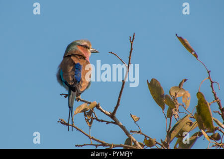 Lilac-Breasted Walze (Coracias caudatus) Nahaufnahme von bunter Vogel auf einem Zweig mit blauer Himmel thront. Stockfoto