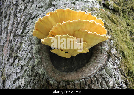 Wunderschöne goldene Schwefel polypore, Laetiporus sulfureus, wächst an einer alten Eiche. Stockfoto