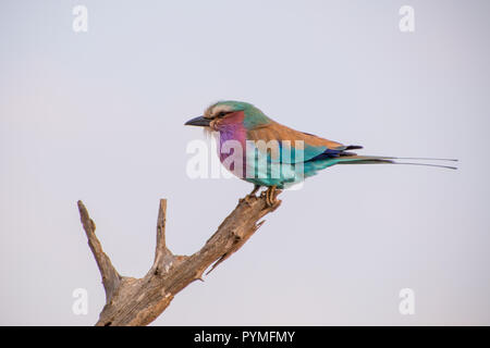 Lilac-Breasted Walze (Coracias caudatus) Nahaufnahme von bunter Vogel auf einem Zweig mit weißen Himmel Hintergrund thront. Stockfoto