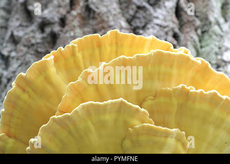 Wunderschöne goldene Schwefel polypore, Laetiporus sulfureus, wächst an einer alten Eiche. Stockfoto