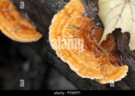 Eine orange polypore, Pycnoporellus fulgens Stockfoto