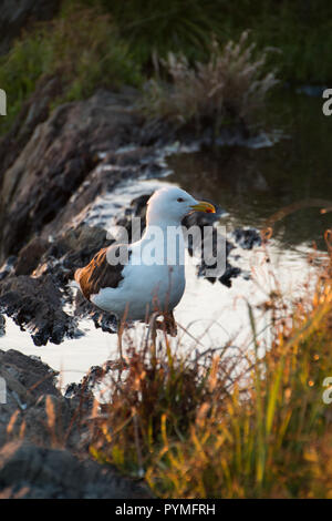 Kelp Möwe (Larus dominicanus) stehen in einer Pfütze von Wasser. Stockfoto