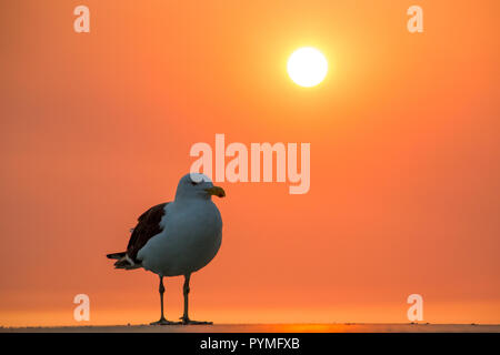 Kelp Möwe (Larus dominicanus) steht auf einem Felsen mit einem orangefarbenen Sonnenuntergang Himmel im Hintergrund in die Kamera schaut. Stockfoto