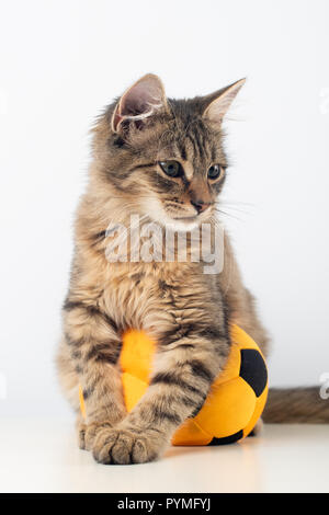 Kaum vier Monate Mischling Kätzchen mit Fußball-Ball Stockfoto