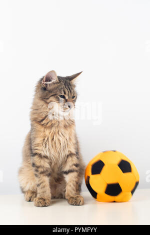 Kaum vier Monate Mischling Kätzchen mit Fußball-Ball Stockfoto